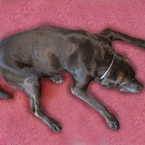 Sleeping dog, Labrador breed, on a red carpet Sleeping dog, Labrador breed, on a red carpet