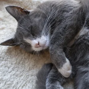 Sleeping, dreaming cat, Close up Sleeping, dreaming cat, Close up