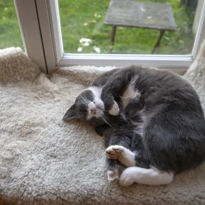 Sleeping, dreaming cat lying on a sheepskin on the windowsill