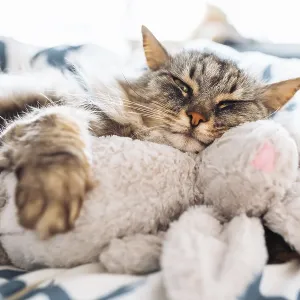 Sleeping fluffy cute gray cat hugging a plush toy bunny Sleeping fluffy cute gray cat hugging a plush toy bunny