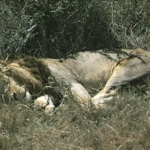 Sleeping lion (Panthera leo), Serengeti