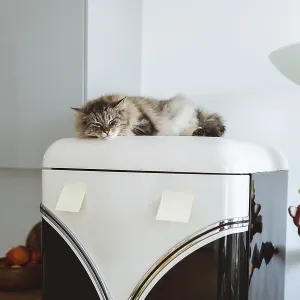 Sleepy cat resting on top of refrigerator in modern kitchen Sleepy cat resting on top of refrigerator in modern kitchen