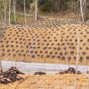 Slope protected from a wooded landscape with a protective net and plants Slope protected from a wooded landscape with a protective net and plants