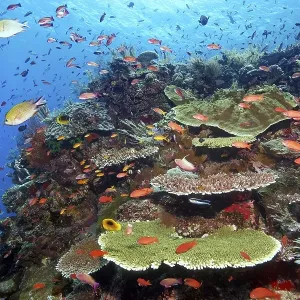 Sloping reef top, strong current Sloping reef top, strong current