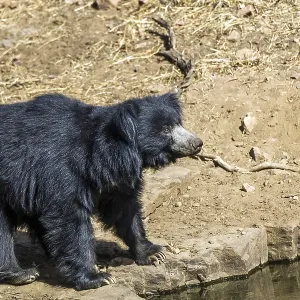 Sloth bear (Melursus ursinus), Radjasthan, India Sloth bear (Melursus ursinus), Radjasthan, India