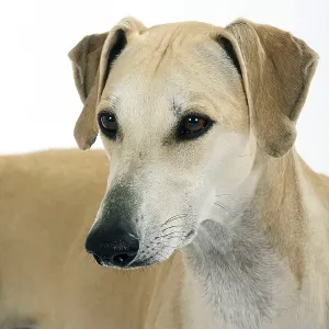 Sloughi, Arabian Greyhound, Slughi