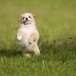 A small 7-week-old mixed breed puppy playing in a meadow A small 7-week-old mixed breed puppy playing in a meadow