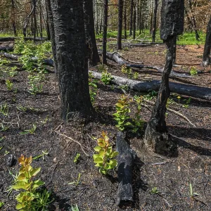Small aspen saplings growing among the blackened trunks of larger trees after a forest fire in Alberta Small aspen saplings growing among the blackened trunks of larger trees after a forest fire in Alberta