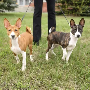 Los cachorros de Basenji disfrutan de un paseo relajado en el parque con su dueño. Los cachorros de Basenji disfrutan de un paseo relajado en el parque con su dueño.