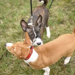 Los cachorros de Basenji son pequeños están disfrutando de un paseo relajado en un campo de hierba con su dueño. Los cachorros de Basenji son pequeños están disfrutando de un paseo relajado en un campo de hierba con su dueño.