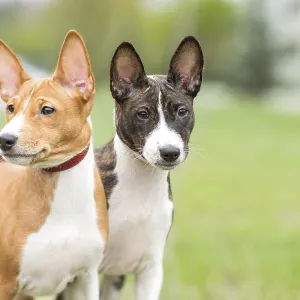 Puppyzas pequeños de Basenji pasean al aire libre con su dueño. Puppyzas pequeños de Basenji pasean al aire libre con su dueño.