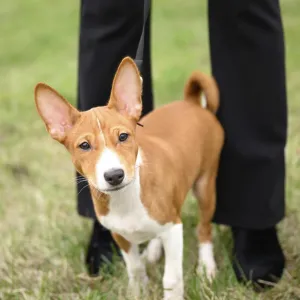 Un cachorro basenji pequeño camina felizmente junto a su dueño por un sendero de césped. Un cachorro basenji pequeño camina felizmente junto a su dueño por un sendero de césped.
