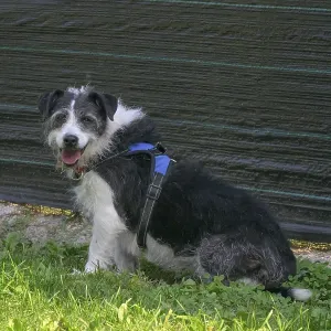 A small black and white dog sits calmly on the grass facing the camera A small black and white dog sits calmly on the grass facing the camera
