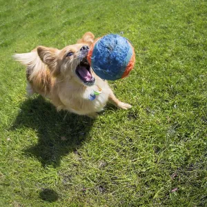 Small brown dog playing with a tennis ball Small brown dog playing with a tennis ball