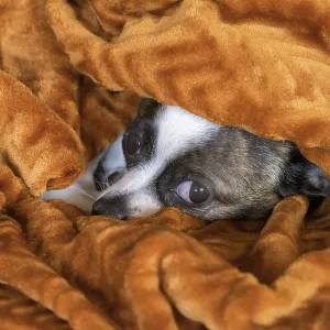 Small Chihuahua dog under blanket, Germany, Europe