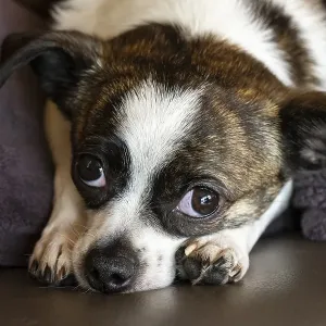 Small Chihuahua dog, resting, Germany, Europe Small Chihuahua dog, resting, Germany, Europe
