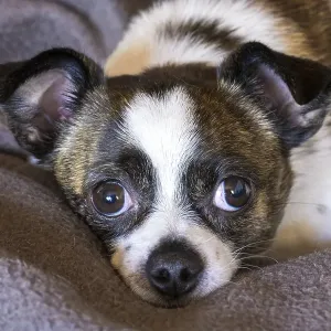 Small Chihuahua dog, resting on woollen blanket Small Chihuahua dog, resting on woollen blanket