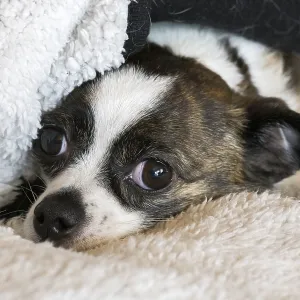 Small Chihuahua dog, resting on woollen blanket