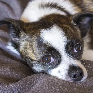Small Chihuahua dog, resting on woollen blanket