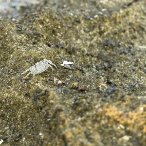 A small crab on a rocky surface A small crab on a rocky surface