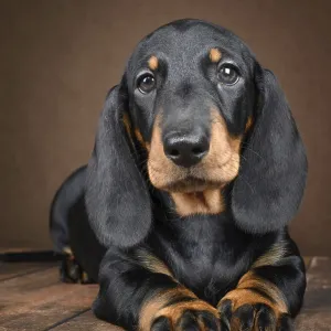 Un cachorro de dachshund pequeño se sienta juntos en un fondo oscuro. Un cachorro de dachshund pequeño se sienta juntos en un fondo oscuro.