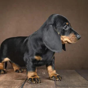 Puppy de dachshund pequeño se sienta juguetonamente contra un fondo oscuro. Puppy de dachshund pequeño se sienta juguetonamente contra un fondo oscuro.
