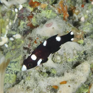 A small dark-colored fish with white spots A small dark-colored fish with white spots