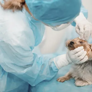 A small dog being examined by a veterinarian wearing blue scrubs and gloves A small dog being examined by a veterinarian wearing blue scrubs and gloves