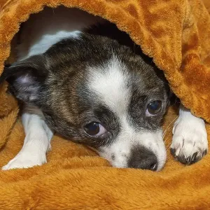 A small dog feels anxious under a fluffy brown blanket