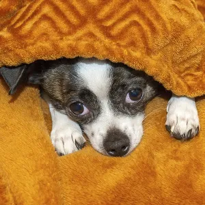 A small dog finds shelter under a soft