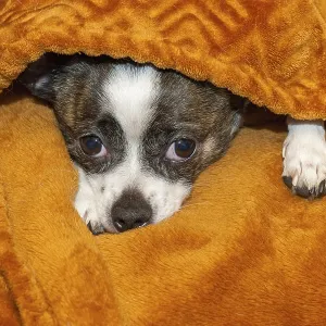A small dog finds shelter under a soft