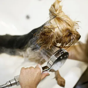 Small dog getting rinsed with a handheld showerhead during a bath Small dog getting rinsed with a handheld showerhead during a bath