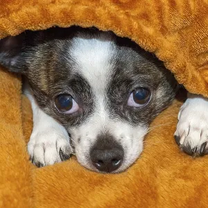 A small dog lies anxiously under a soft
