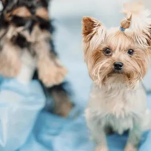 Two small dogs in a veterinary setting with a blue background Two small dogs in a veterinary setting with a blue background