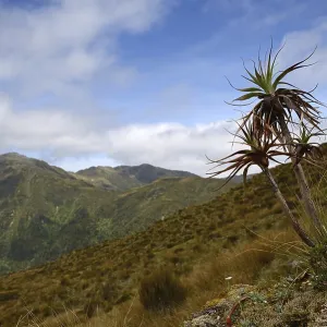 A small dracophyllum plant overlooks an alpine valley on the West Coast near Lake Haupiri A small dracophyllum plant overlooks an alpine valley on the West Coast near Lake Haupiri