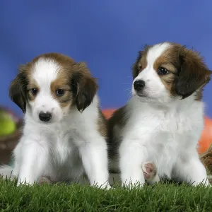Small Dutch Waterfowl Dog, puppies