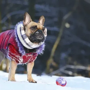 Small fawn female French Bulldog dog with winter scarf and red fur coat standing Small fawn female French Bulldog dog with winter scarf and red fur coat standing