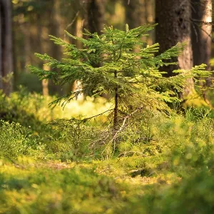 Small fir tree in the forest, illuminated by warm sunlight Small fir tree in the forest, illuminated by warm sunlight