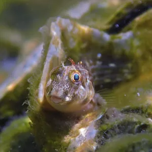 Small Fish Algae Blenny Print, John Pennekamp Coral Reef State Park