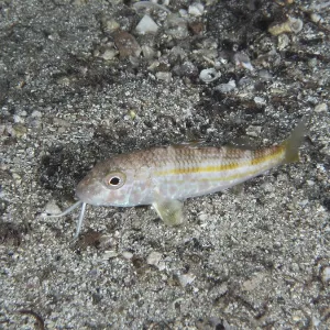 Striped Barb Juvenile Print, House Reef, Pula, Croatia