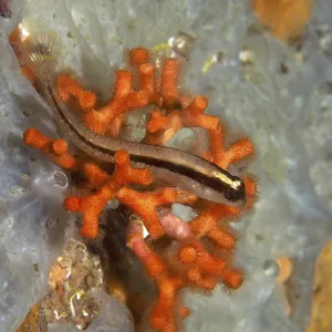 A small fish, long-striped hagfish (Parablennius rouxi)