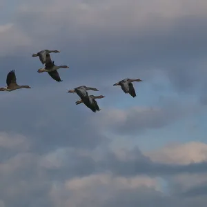 Small flock of greylag geese (Anser anser)
