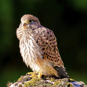 Young Common Kestrel Print, Amberg, Germany Young Common Kestrel Print, Amberg, Germany