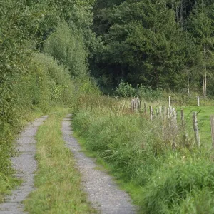A small forest path lined with trees and tall grass in a rural area A small forest path lined with trees and tall grass in a rural area