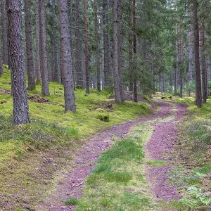 Small forest road with a grass shoulder in a coniferous forest with high spruce trees in autumn