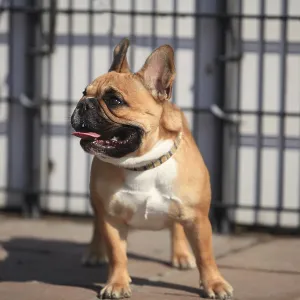 Small French bulldog, close-up Small French bulldog, close-up