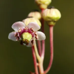 A small graceful flower umbellate wintergreen (Chimaphila umbellata) in a pine forest in Belarus A small graceful flower umbellate wintergreen (Chimaphila umbellata) in a pine forest in Belarus