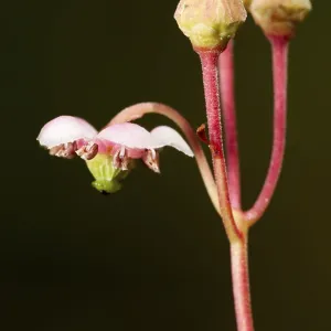 A small graceful flower umbellate wintergreen (Chimaphila umbellata) in a pine forest in Belarus