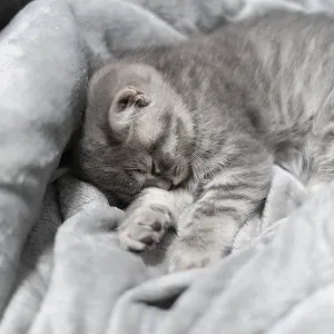 Small gray Scottish Straight kitten sleeps sweetly on gray bedspread on sofa Small gray Scottish Straight kitten sleeps sweetly on gray bedspread on sofa
