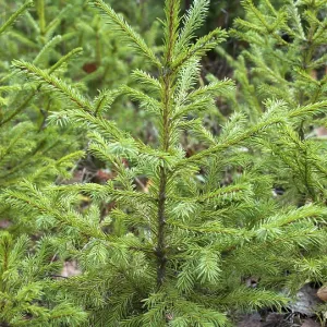 Small green firs in the forest
